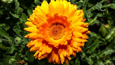 Blüte der Ringelblume | Bild: Picture alliance/dpa
