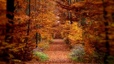 herbstlicher Wald | Bild: picture-alliance/dpa