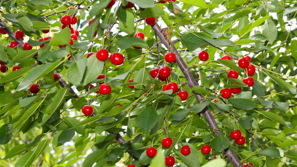 Leckere Fruchtchen Tipps Zur Obstauswahl Themen Br De