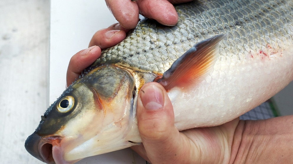 Ein Biologe hält eine Nase (Chondrostoma nasus) in der Hand. Die Nase ist Fisch des Jahres 2020. | Bild: dpa-Bildfunk/Thomas Frey