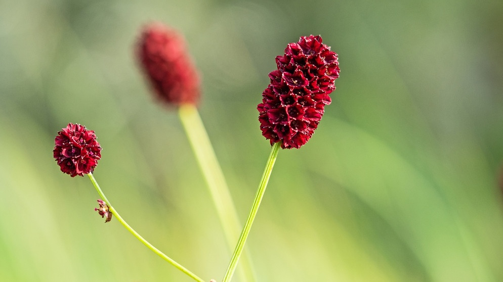 Der Große Wiesenknopf ist die 42. Blume des Jahres | Bild: Loki Schmidt-Stiftung / Hermann Timmann