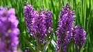 Orchidee des Jahres 2020 gekürt: Breitblättriges Knabenkraut (Dactylorhiza majalis) | Bild: picture alliance / dpa Themendienst