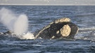 Der Atlantische Nordkaper (Eubalaena glacialis), eine Art der Glattwale, ist inzwischen vom Aussterben bedroht. | Bild: picture alliance/imageBROKER