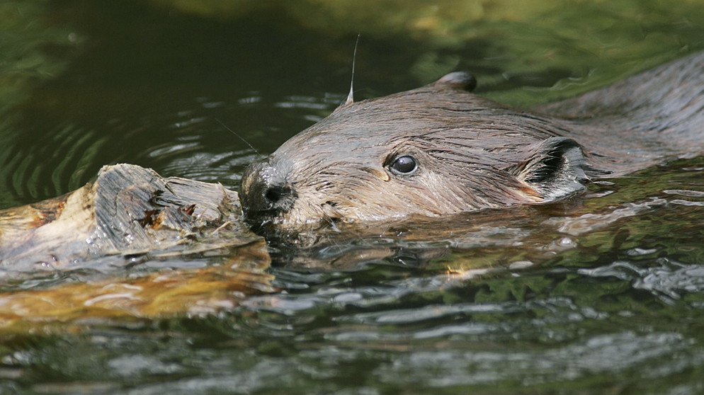 Download-Service: Einsatz Im Unterricht | Mensch, Natur Und Umwelt ...