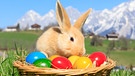 Hase mit Ostereiern auf einer Wiese | Bild: picture alliance/APA/picturedesk.com