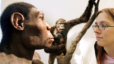 In der Sonderausstellung "Evolution" sieht sich eine Besucherin am Dienstag (01.06.2004) im Naturhistorischen Museum in Braunschweig ein Modell eines Homo erectus an. Im 250. Jahr des Bestehens des Museums soll die Sonderausstellung "Evolution" versuchen, die Entwicklung der Biologie und des Menschen nachvollziehbar zu machen.  | Bild: picture-alliance/dpa