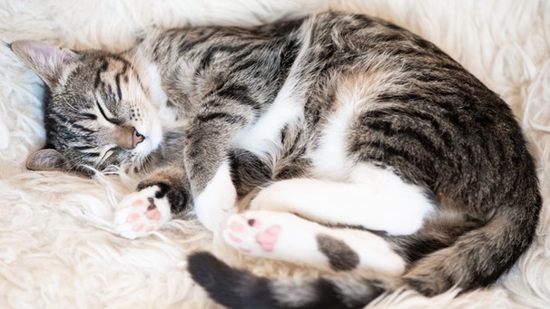 Eine Katze liegt zusammengerollt auf einer Flokati-Decke. | Bild: picture alliance / dpa-Themendienst / Franziska Gabbert