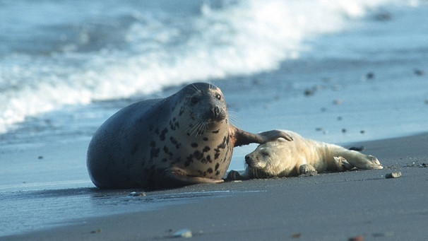 Kegelrobbe mit Jungtier im Wattenmeer | Bild: picture alliance / blickwinkel/ A. Maywald