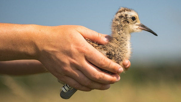 Ein Brachvogelküken in einer Hand. | Bild: BR/Matthias Schwark