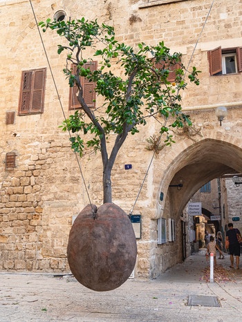 Seit 1993 hängt dieser Orangenbaum in einer kleinen Gasse der Altstadt von Jaffa. Der Künstler Ran Morin wollte mit seinem Werk an die Jaffa-Orange erinnern. Der Baum scheint - gehalten von drei Stahlseilen - über dem Boden zu schweben. Jaffa ist das älteste und historische Viertel von Tel Aviv, in dem vor allem Araber wohnen. Der Stadtteil mit seinen schmalen Häusern, den Restaurants, Geschäften und Galerien ist nicht nur bei Touristen beliebt. In den Altstadtgassen haben viele Künstler ihre Ateliers eingerichtet. | Bild: picture-alliance/dpa