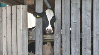 9.7.2019: Bad Grönenbach: Eine Kuh in einem landwirtschaftlichen Großbetrieb streckt ihren Kopf durch die Holzlatten eines Stalls. Gegen die Betreiber eines der größten Milchviehbetriebe in Bayern hat die Staatsanwaltschaft Memmingen Anklage wegen Verstößen gegen das Tierschutzgesetz erhoben | Bild: dpa-Bildfunk/ Karl-Josef Hildenbrand